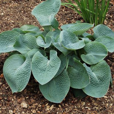 Hosta 'Abiqua Drinking Gourd'